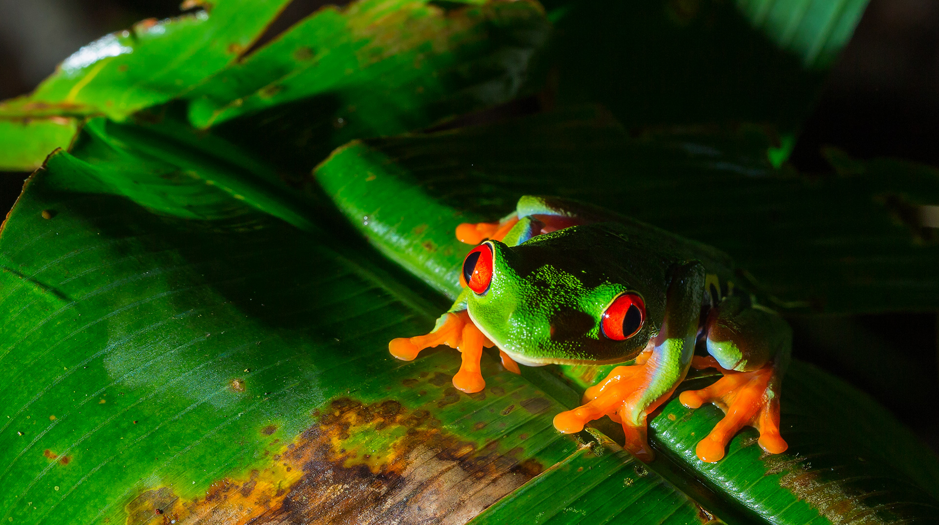 Galerie Reptilien, Amphibien und Fische Reinhard Radke Nature