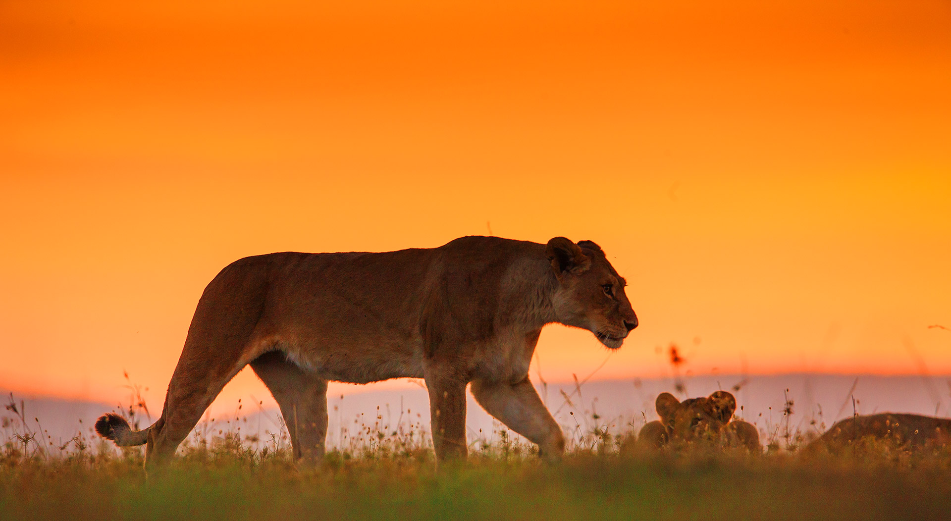 Zweiteiler Wahre Löwen | Reinhard Radke - Nature Photography