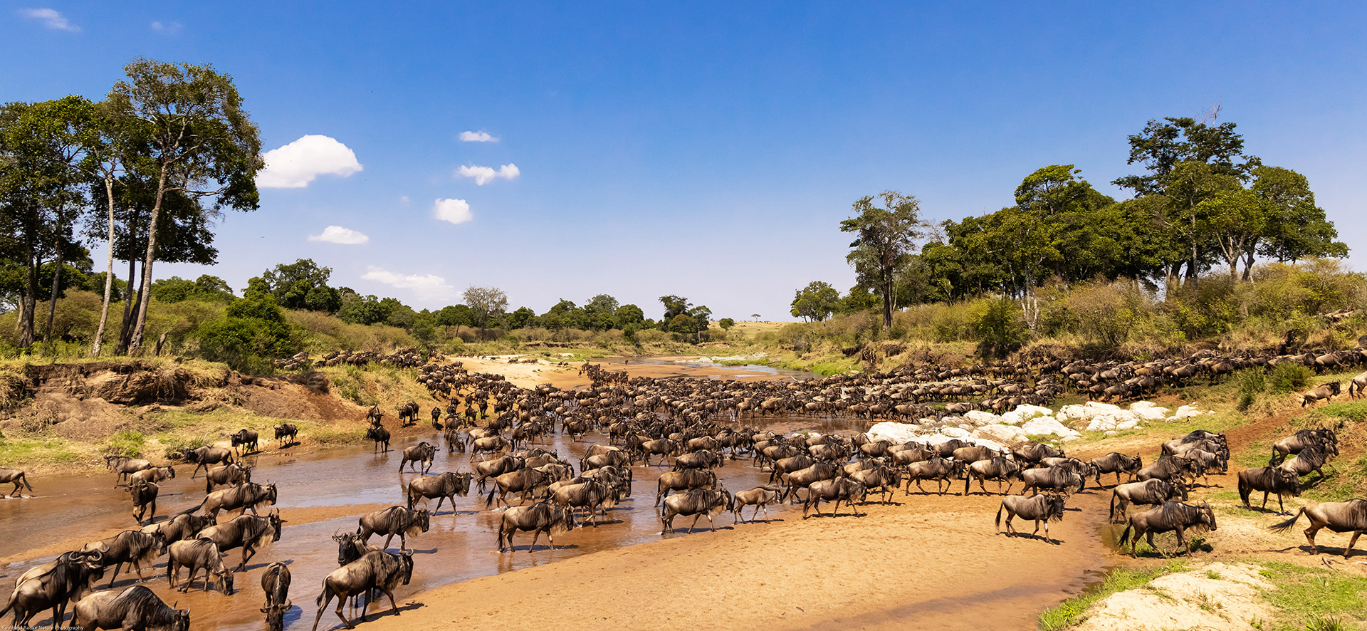 Gnus im Sandriver