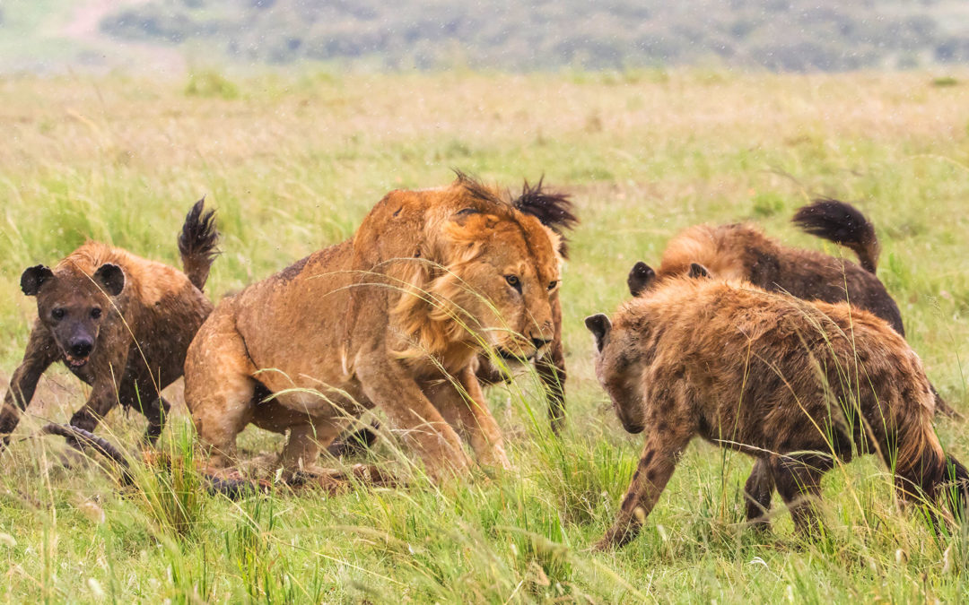 Lions versus Hyenas