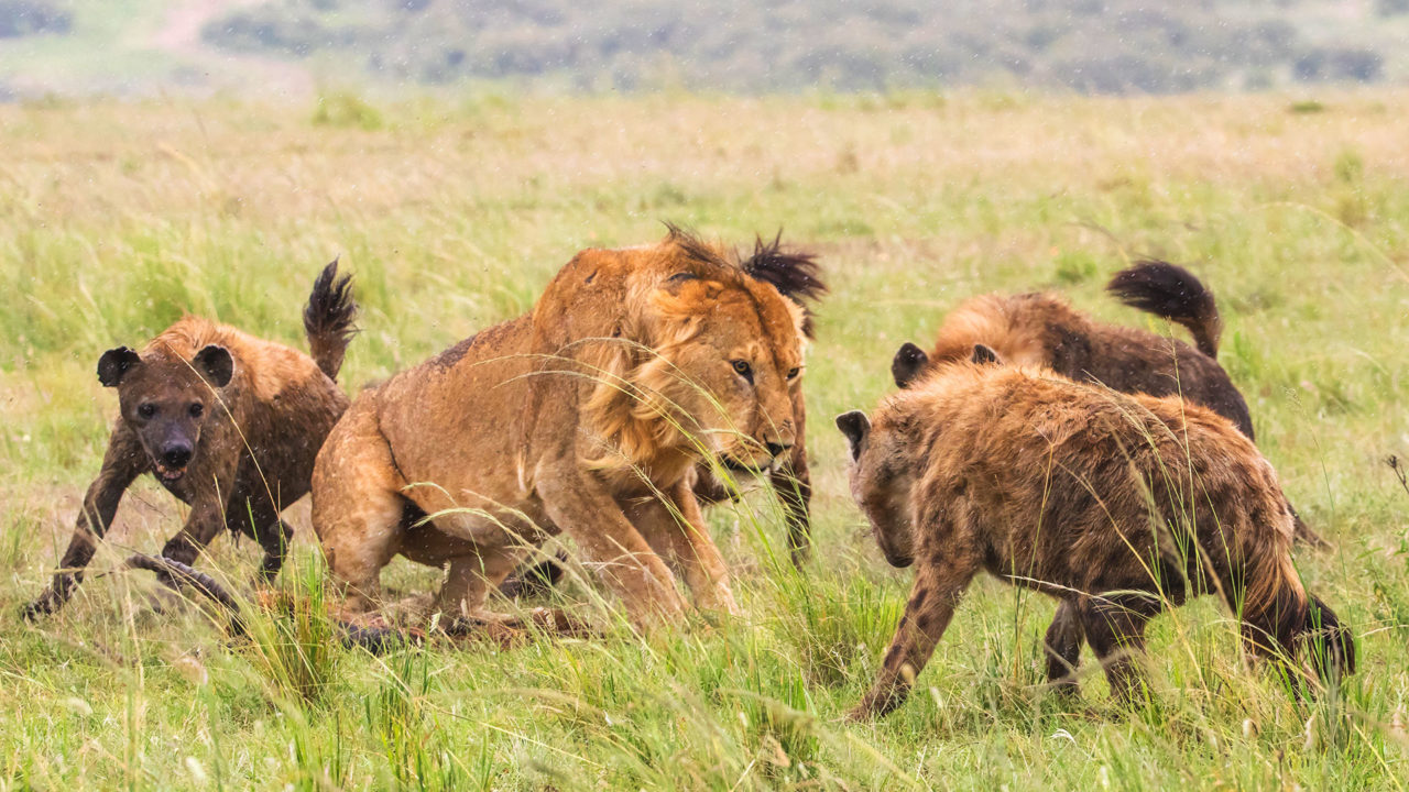 Lions versus Hyenas | Reinhard Radke - Nature Photography