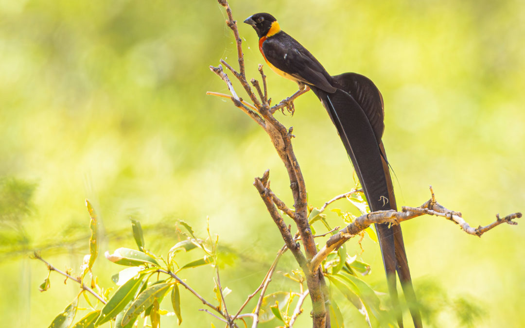 Fesche Federn