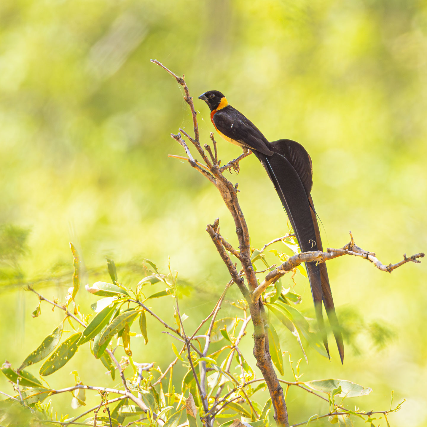 Fesche Federn