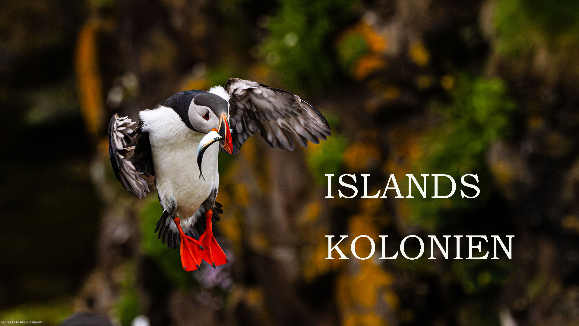 Islands Kolonien