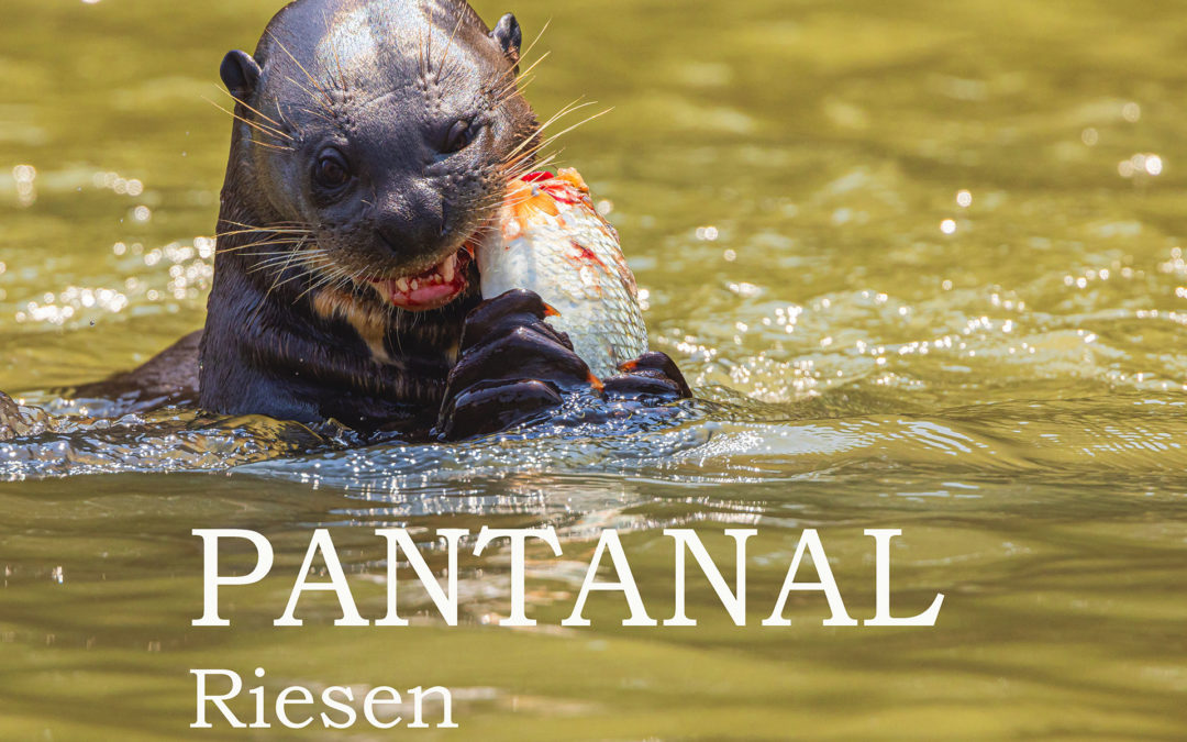Pantanal Riesen