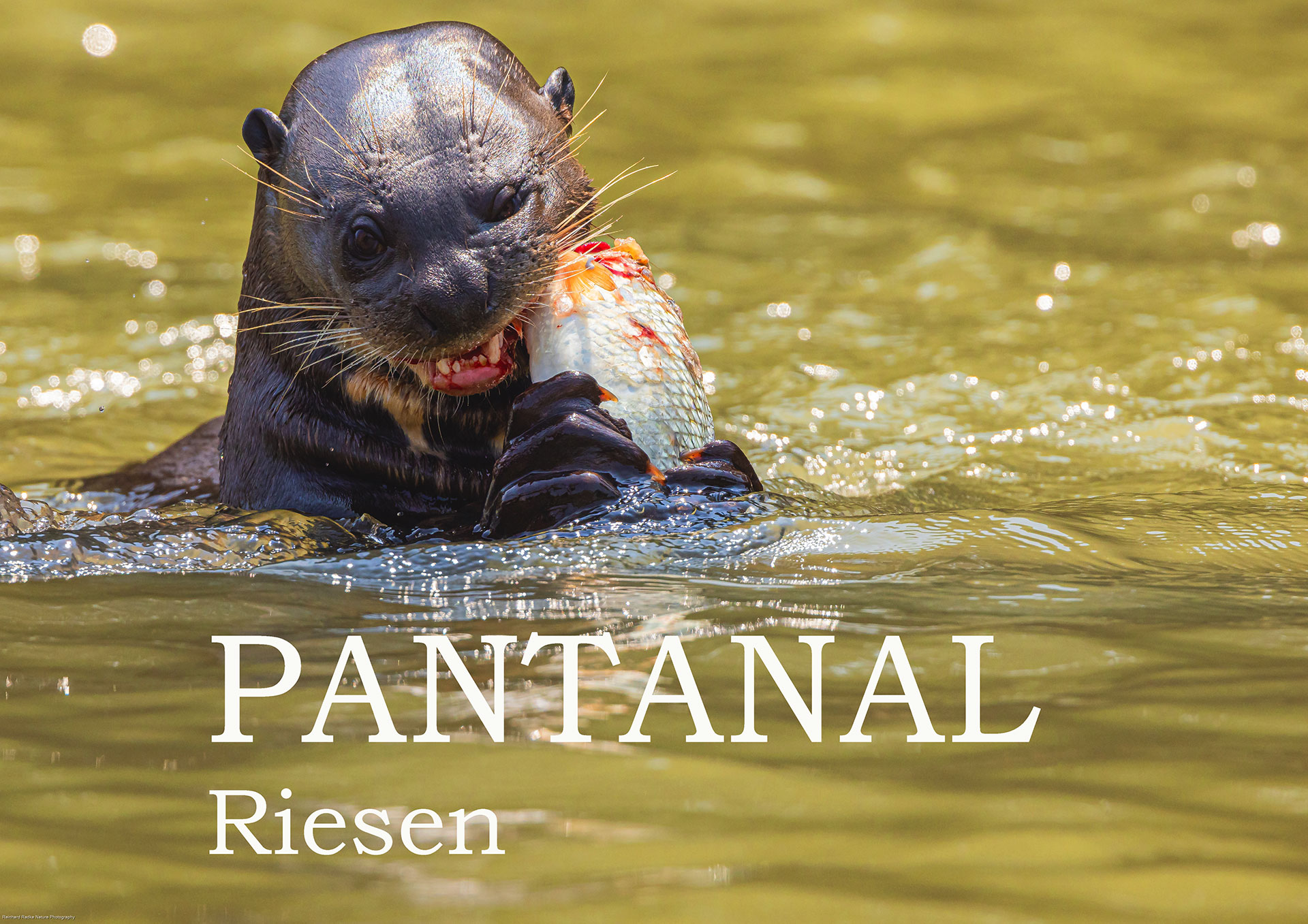 Riesenotter im Pantanal