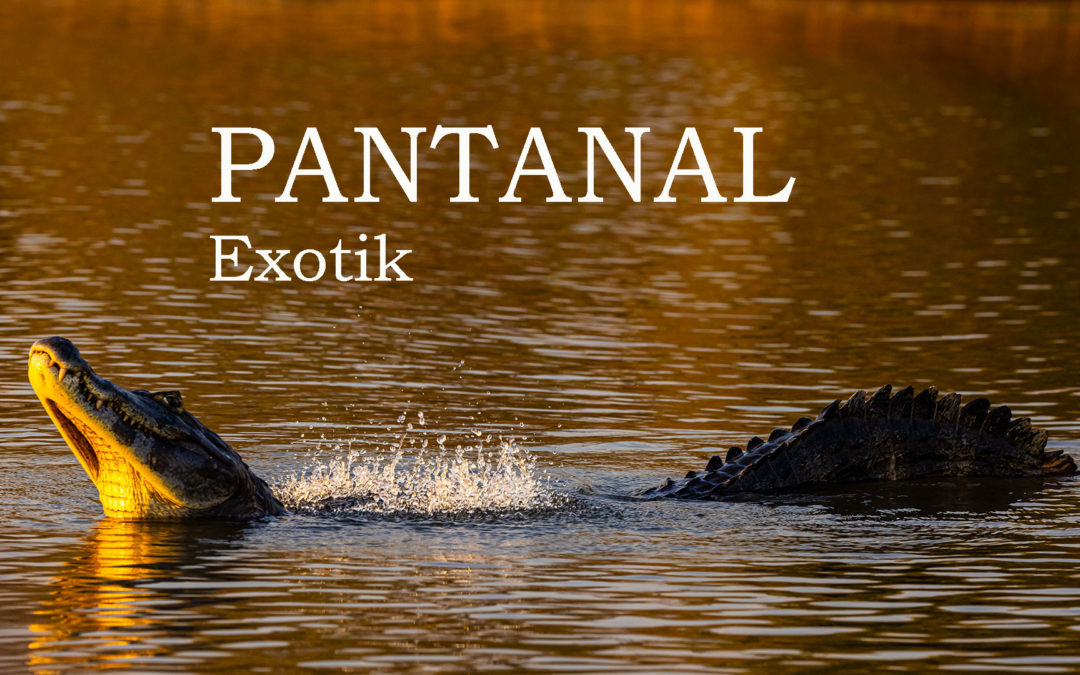 Pantanal Exotik