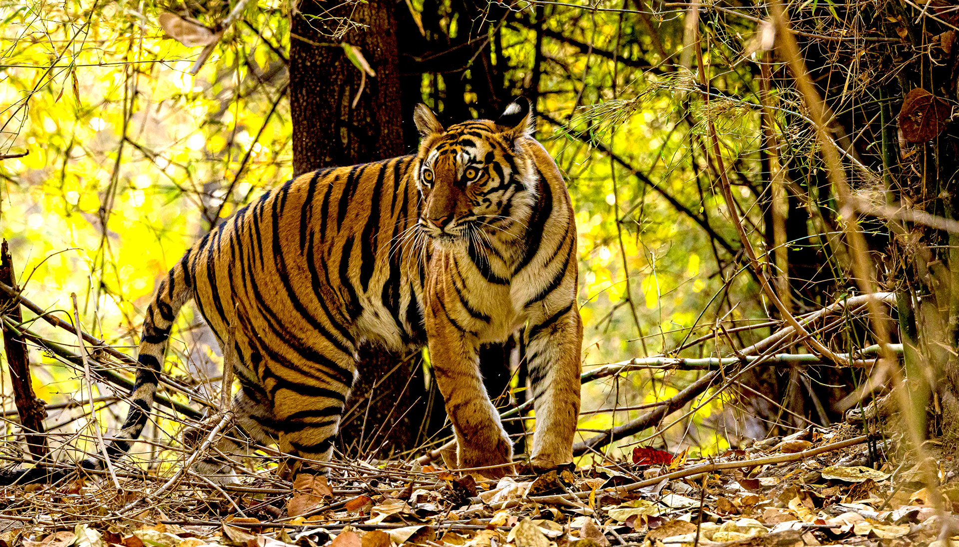Bandhavgarh: Die Festung der Brüder